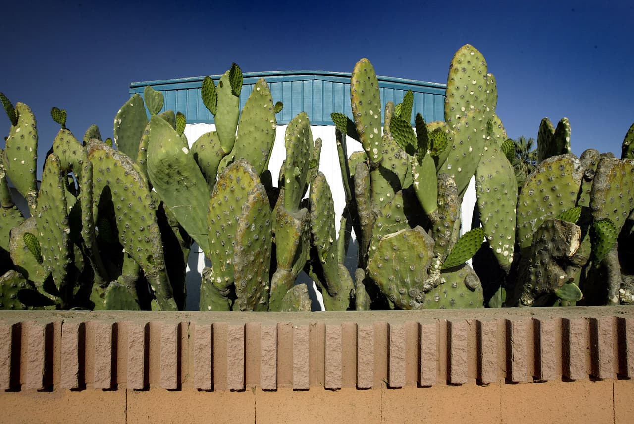 Investigaciones actuales del Instituto Nacional de Ciencias Médicas y Nutrición Salvador Zubirán sugieren que una dieta similar a la prehispánica, a base de nopal, podría beneficiar a los pacientes con obesidad o diabetes.