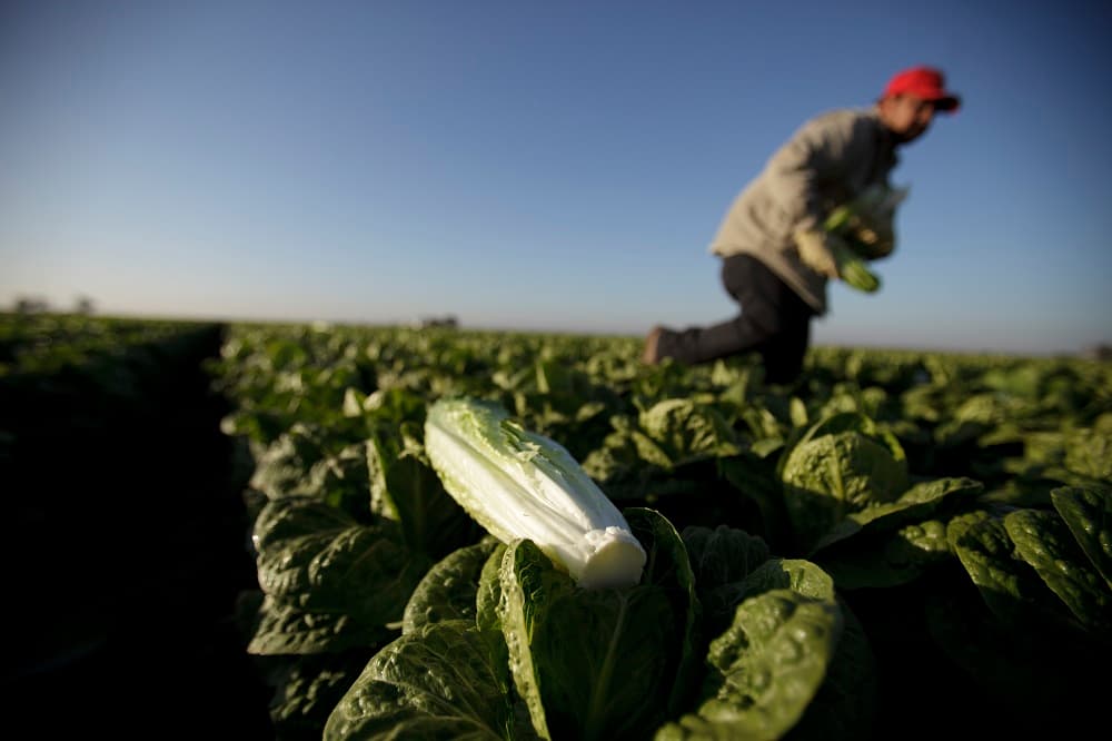 Alerta en EEUU por nuevo brote de E. coli en lechugas romanas