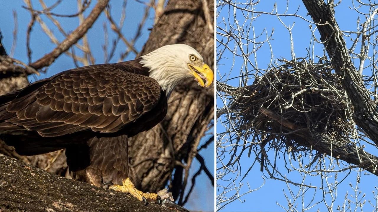 La pareja de águilas ahora se colocó en otro nido, que podría estar más firme. Según el biólogo el nuevo nido está en un árbol sano y fuerte.