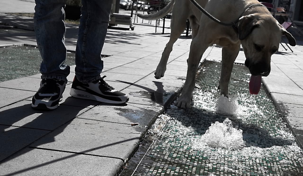 Un hombre se detiene para permitir que su perro beba agua en Antwerp, Bélgica. La agencia meteorológica de la ONU manifestó su esperanza de que el calor que azota a Europa sirva como una "llamada de atención" para que los gobiernos hagan más sobre el cambio climático. Otros científicos han dicho que este es un momento clave para subrayar que es hora de actuar.