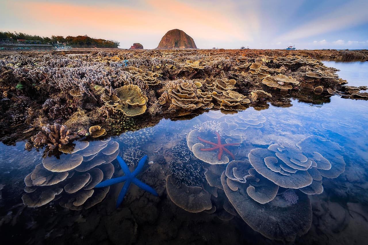 <b>‘Ecosistema marino Hon Yen’</b>
<br>
<br>Esta imágen de un ecosistema coralino obtuvo el segundo lugar del concurso. Fue toama den Phu Yen, Vietnam.
<br>
<br>El prestigioso premio anual de fotografía de la 
<a href="https://www.rsb.org.uk/get-involved/rsb-competitions/photography-competition"><u>Sociedad Real de Biología</u></a> británica atrae a autores de todo el mundo y en la edición de este año compitieron más de 1,600 imágenes.