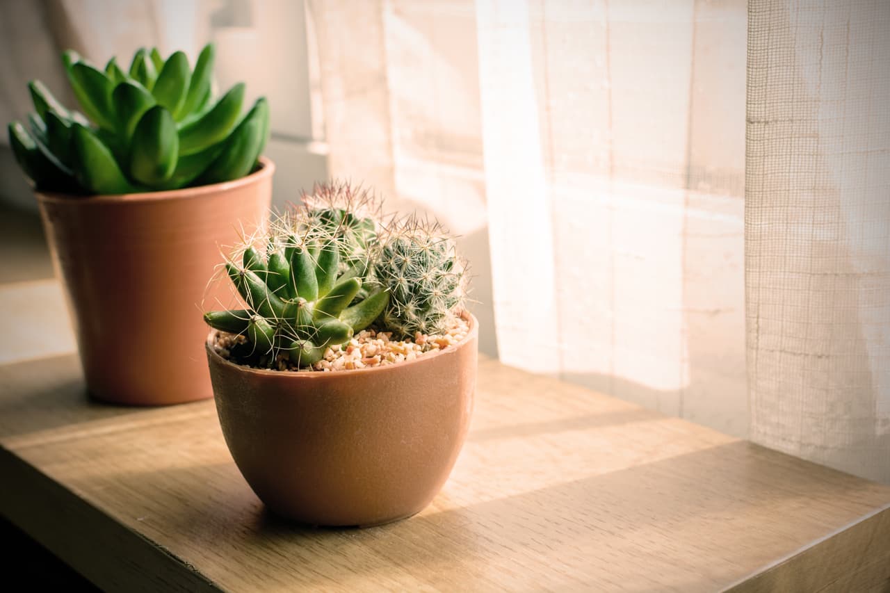 Evita los cactus y las plantas espinosas dentro de la casa, si te gustan lo más recomendable es colocarlas o bien en el portal, en un marco de ventana o en un sitio al lado del escritorio o computadora, pero no en la cocina ni en las habitaciones.