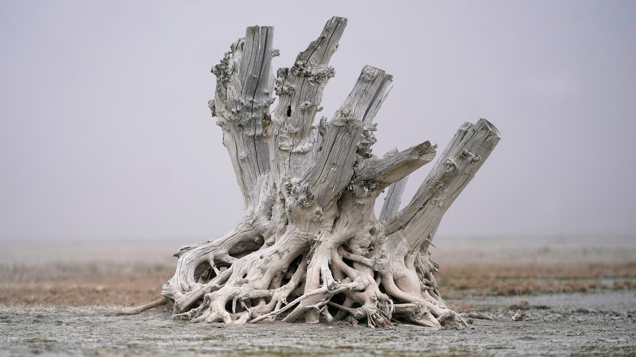 Este podría ser el paisaje del lago muy pronto, árboles muertos y llenos de polvo a lo largo de la orilla del Gran Lago Salado.