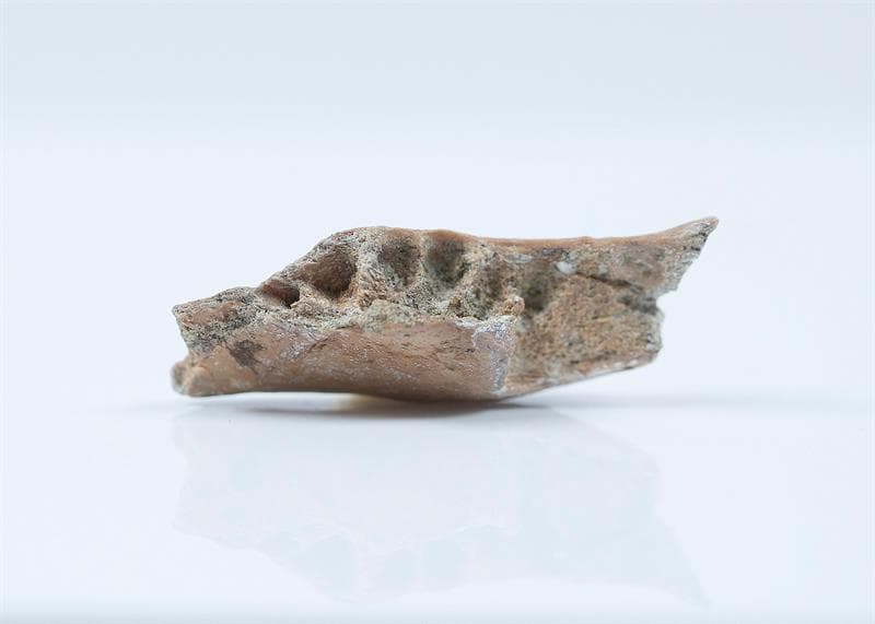 Trozo de una mandíbula inferior hallada en la excavación de la isla de Flores, Indonesia