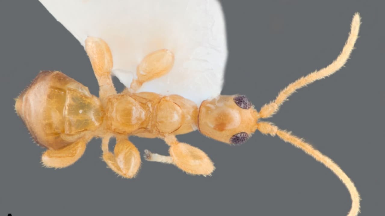 Descubren en Puerto Rico una nueva especie de avispa que no tiene alas: ¿cómo la encontraron?