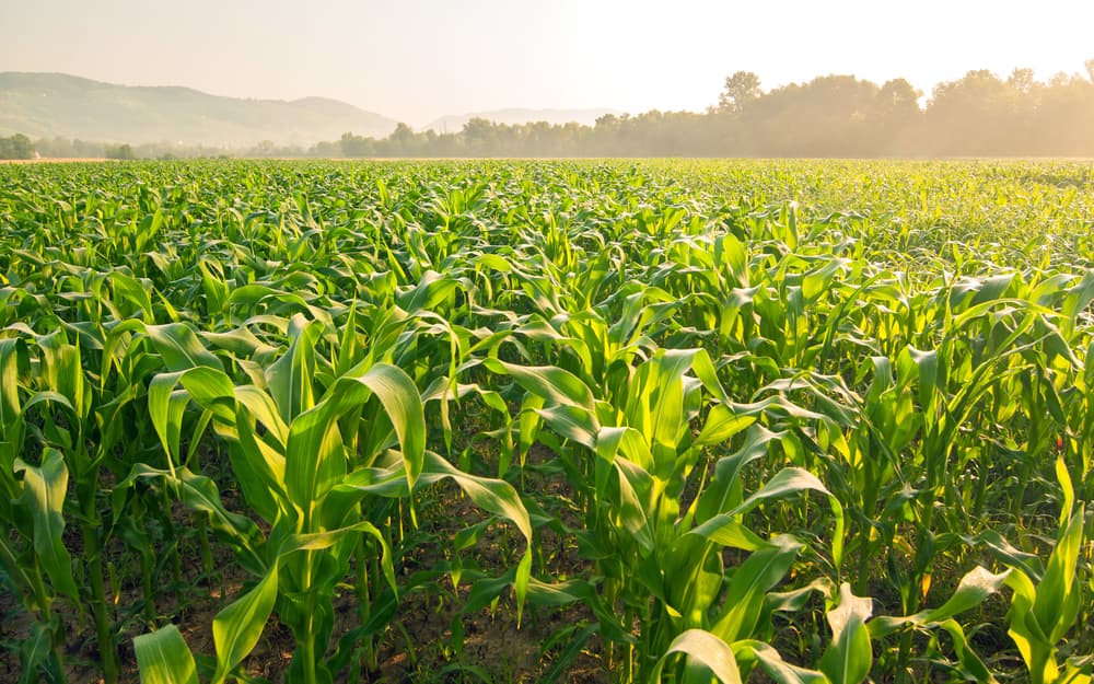 Cómo el "sudor" de los extensos cultivos de maíz de EEUU alimentan las olas de calor y humedad en el verano