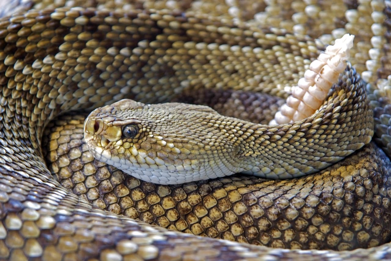 <b>Cada año, se han registrado más muertes en Texas atribuidas a rayos que a <a href="https://www.univision.com/local/austin-kakw/hombre-es-mordido-por-una-serpiente-venenosa-copperhead-en-texas" target="_blank">mordeduras de serpientes venenosas.</a> </b>Según el Departamento de Parques y Vida Silvestre de Texas, es importante recordar que no todas las serpientes son venenosas y que juegan un papel importante en nuestro ecosistema.