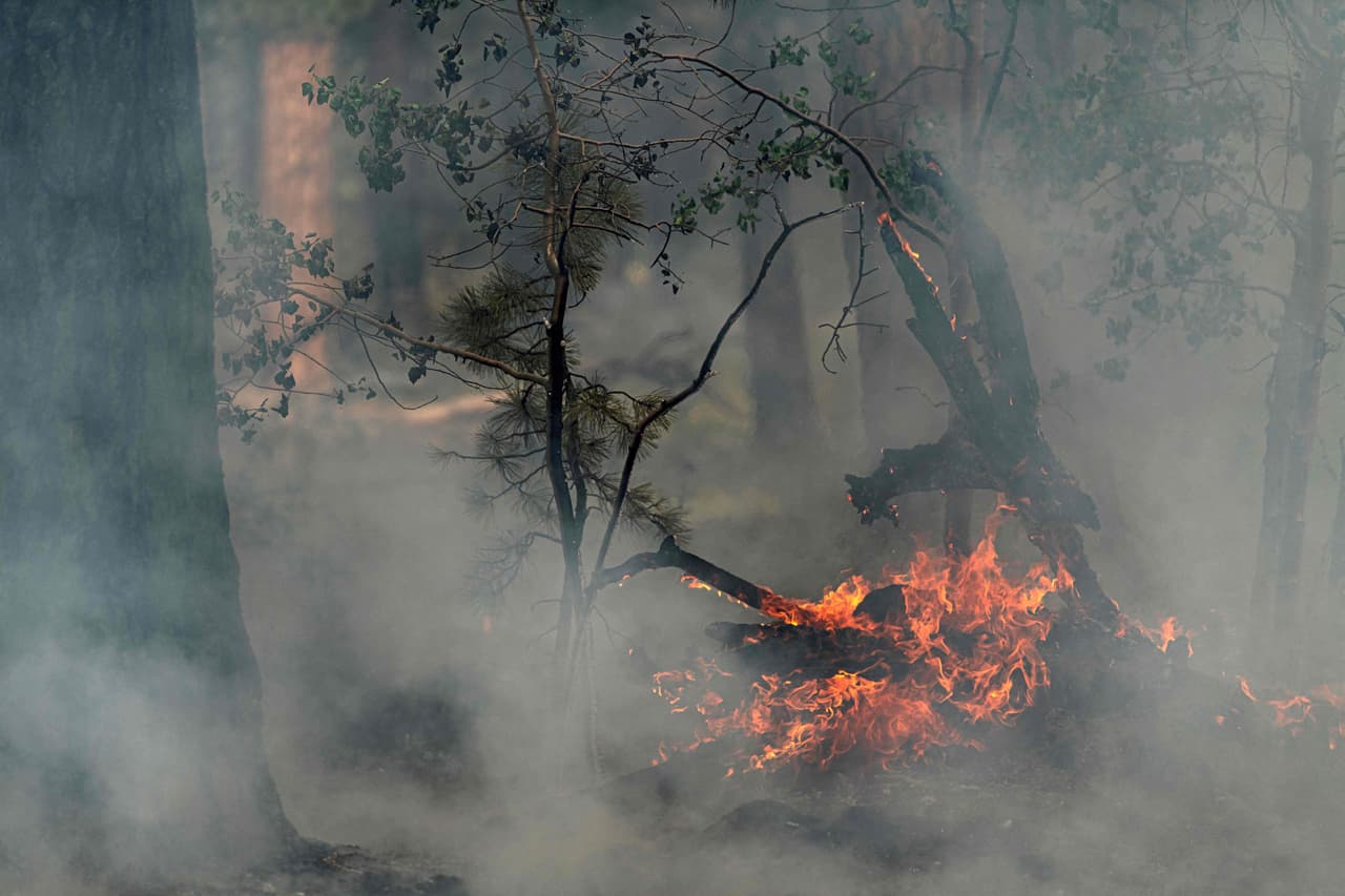 Casi 22,000 bomberos y personal de apoyo han luchado contra 91 grandes incendios forestales activos que han cubierto 2,813 millas cuadradas (7,285 kilómetros cuadrados) en la mayoría de los estados del oeste, de acuerdo con datos del 
<a href="https://www.nifc.gov" target="_blank">Centro Nacional Interagencial de Bomberos</a>. En la imagen, árboles carbonizados en el bosque nacional Fremont-Winema, en Oregon, alcanzados por el incendio Bootleg.