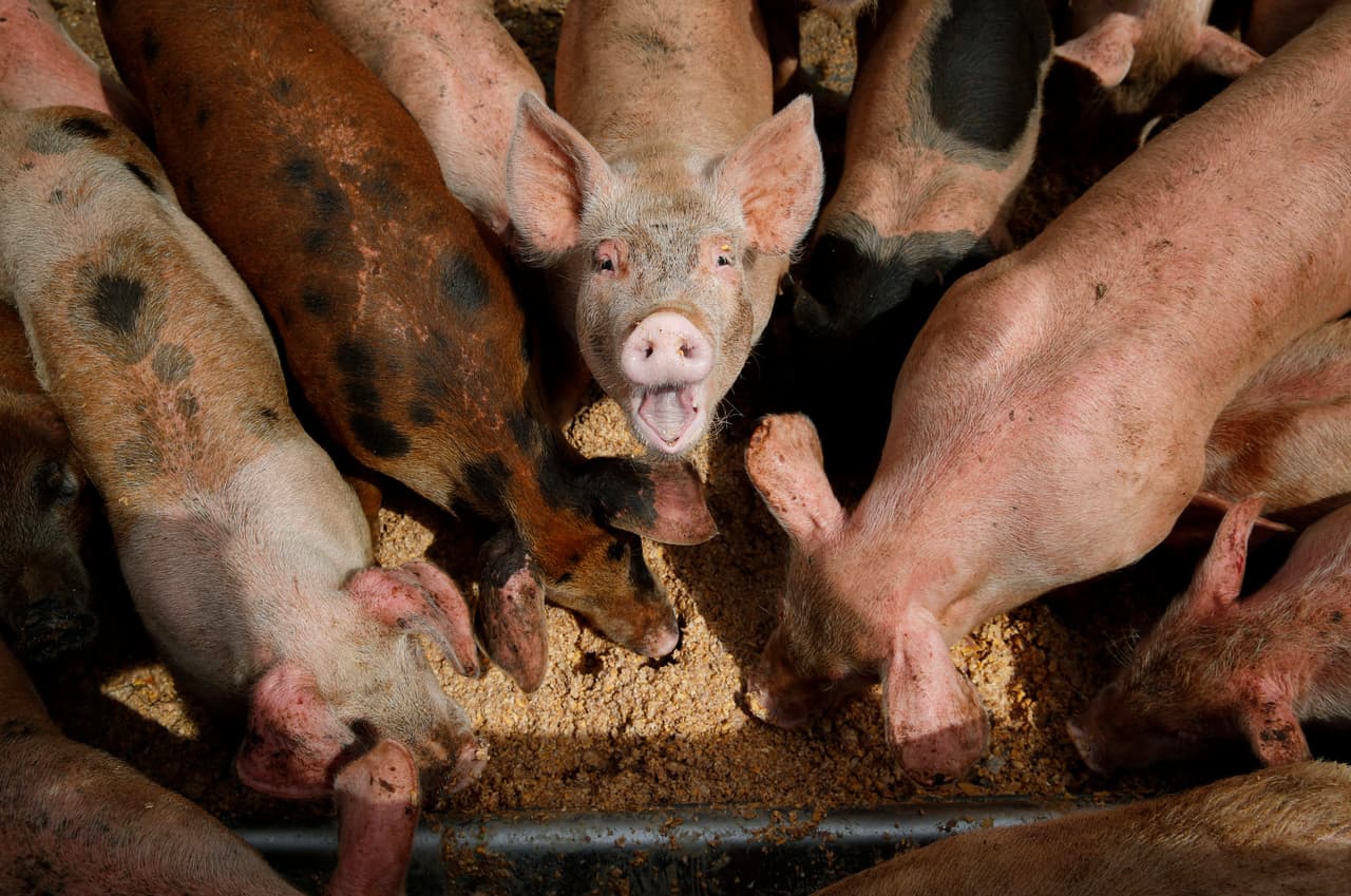 Carne de cerdo cultivada en laboratorio: ¿la alimentación del futuro?  