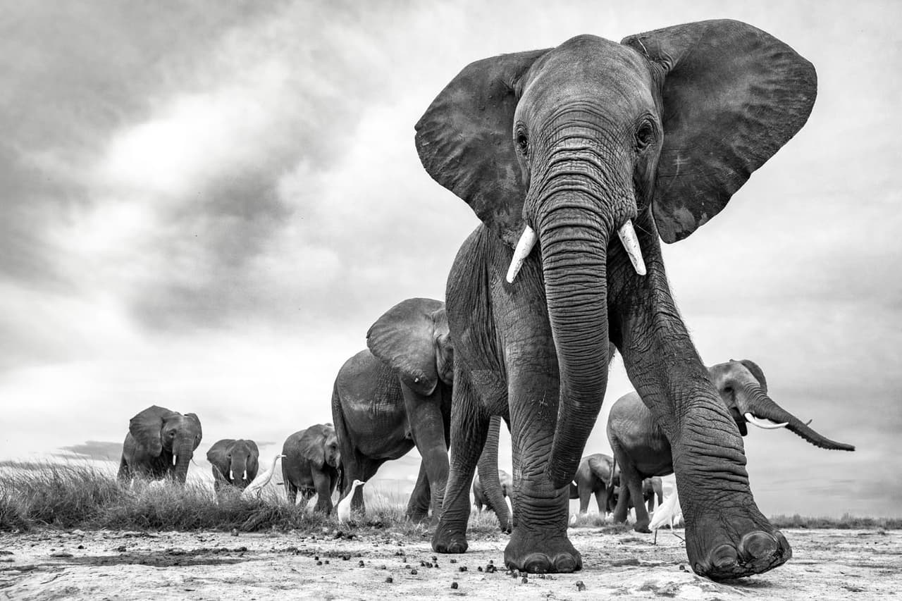 <b>‘Los ojos puestos en ti’</b>
<br>
<br>Elefantes en el Parque Nacional Amboseli, Kenia. El autor de esta fotografía ha dedicado mucho de su tiempo y energía a causas de conservación en ese país, explica 
<i>Vital Impacts</i>.
<br>