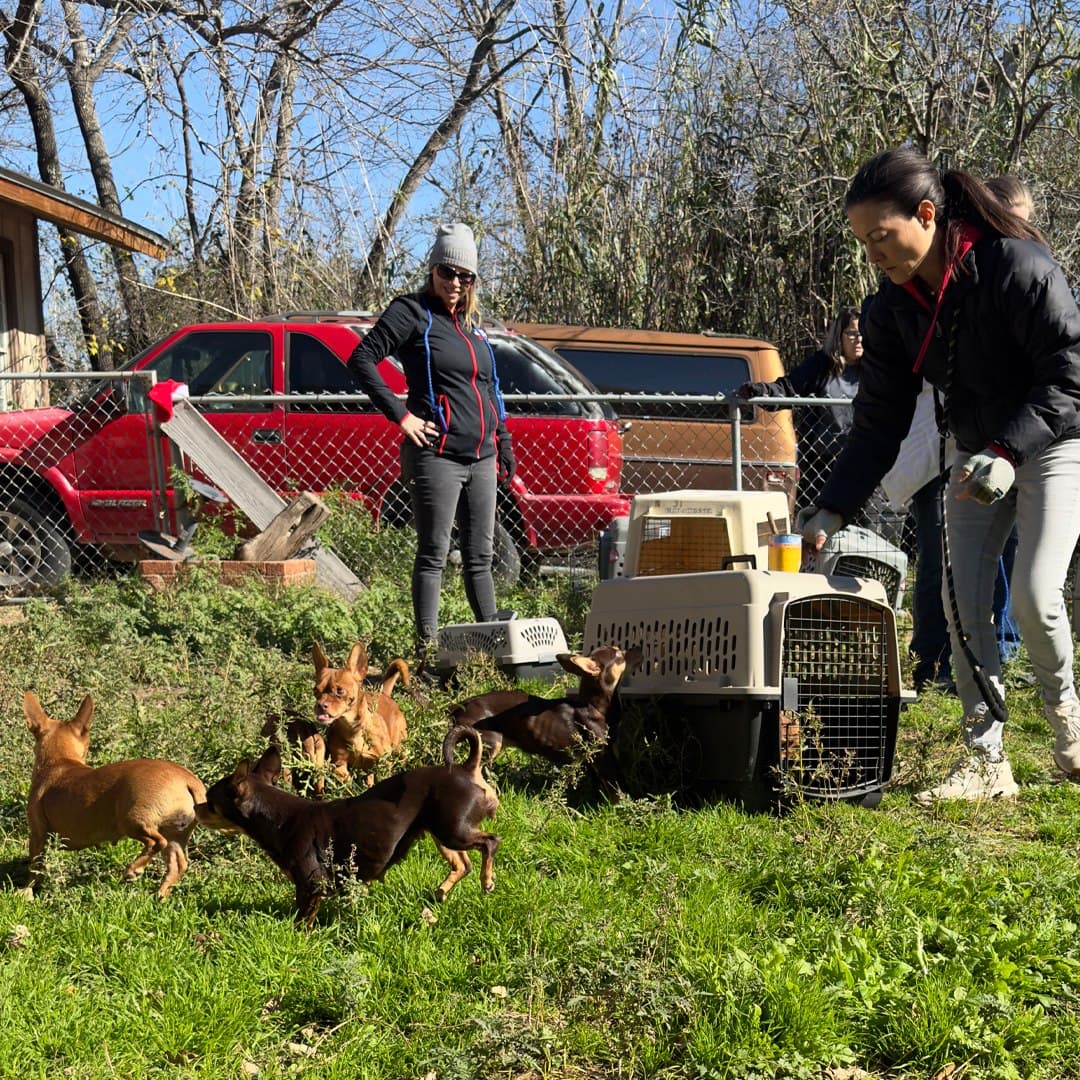 Tras una llamada de auxilio, la organización Texas Humane Heroes rescató a 21 perritos chihuahua en estado de abandono.