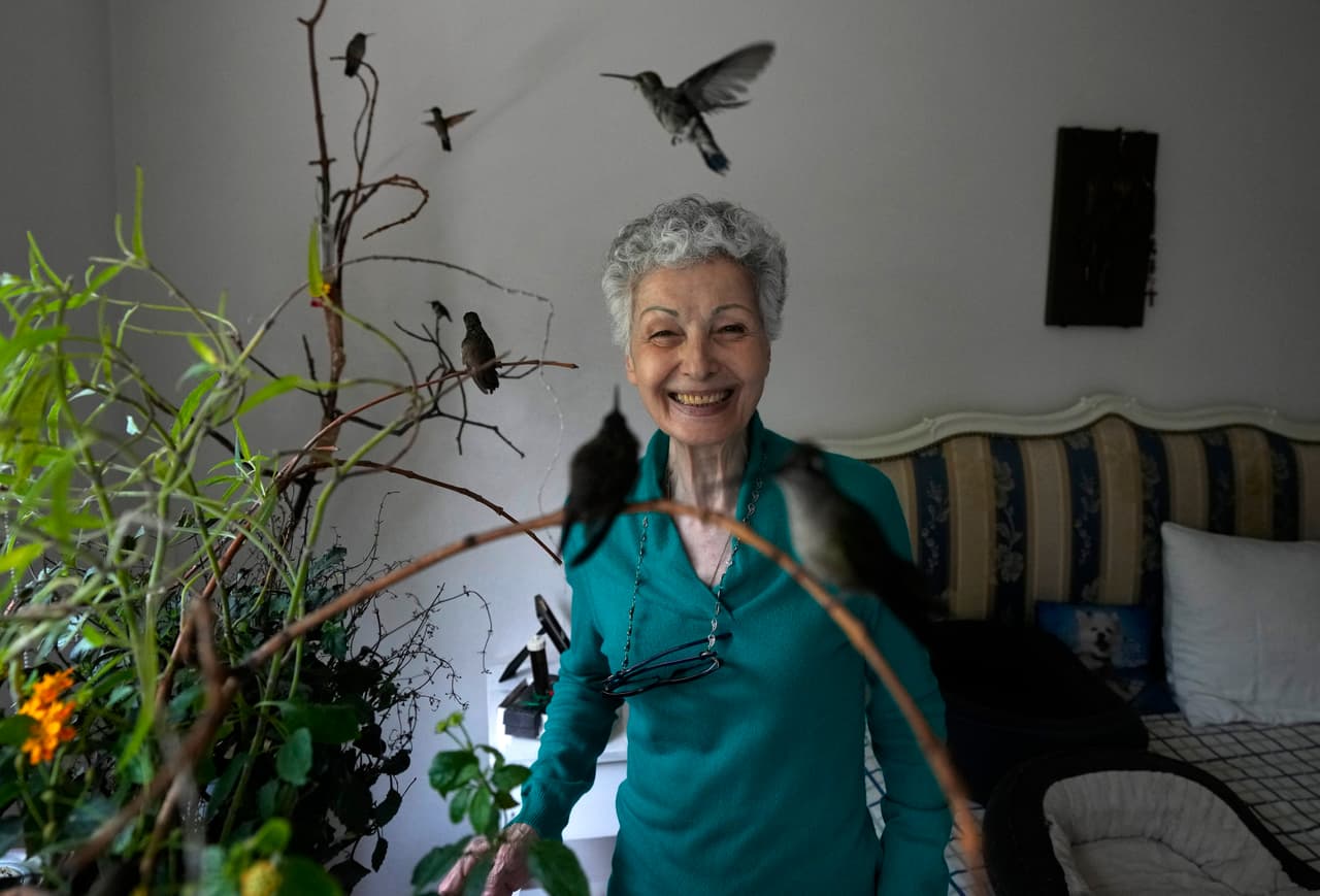 El improvisado hospital para colibríes heridos instalado en un apartamento de la Ciudad de México
