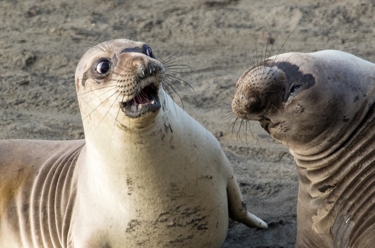 ¿Pero qué pasa aquí? Un elefante marino no puede disimular su sorpresa al observar la mueca de su compañero. 
<br>
<b>George Cathcart / CWPA / Barcroft</b>