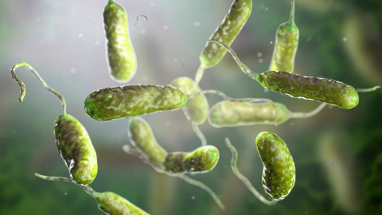 EEUU emite alerta por una mortífera bacteria 'come carne' en aguas del Atlántico y el golfo de México: hay cinco muertos
