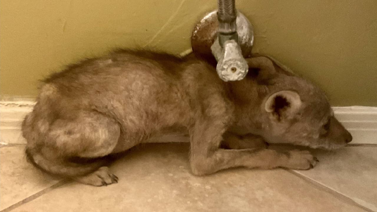 Adolescente es mordida por un coyote