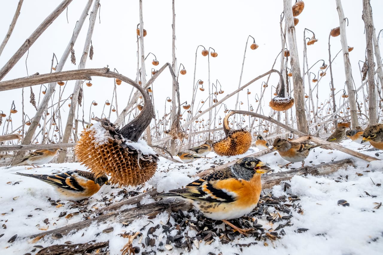 <b>‘Girasoles’</b>
<br>
<br>Un inmenso campo de girasoles que no pudo ser cortado gracias al alto nivel de agua. Durante el invierno se convirtió en el hábitat de miles de especias de aves. Obtuvo el segundo lugar en la categoría ‘vida silvestre’. 
<br>
