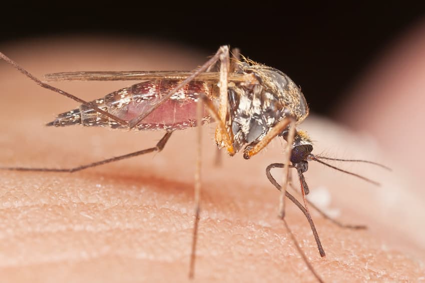 Salud asegura que casos de dengue en Puerto Rico están estables