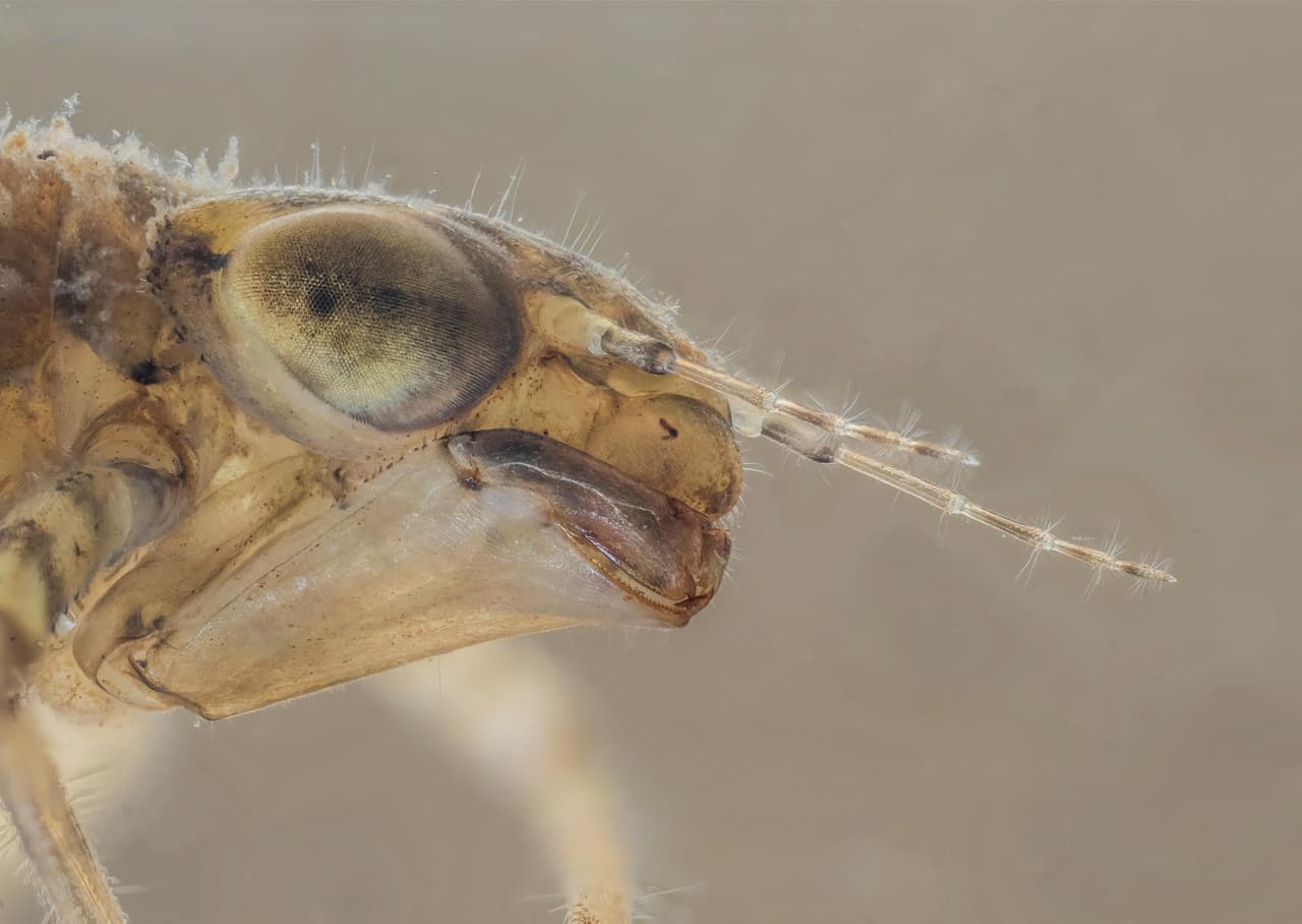 <b>‘Ninfa de caballito del diablo’</b>. Tercer lugar en la categoría ‘insectos acuáticos’. Esta fotografía fue tomada cuando el insecto se sumergía en un estanque controlado en un estudio fotográfico. Esto permitió que el autor lograra un resultado final nítido y enfocado, en base a la técnica de ‘apilamiento de enfoque’.