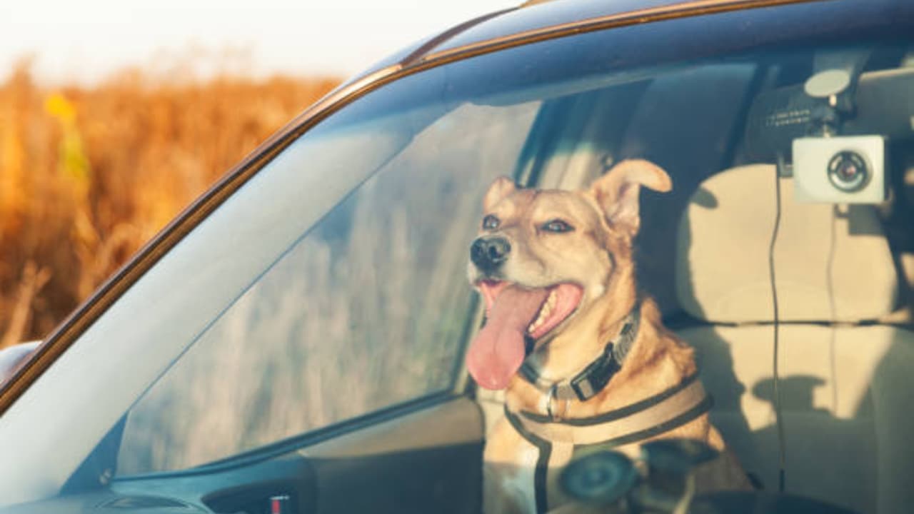 Hombre enfrenta cargos por crueldad animal tras muerte de su perro en un auto caliente en Virginia