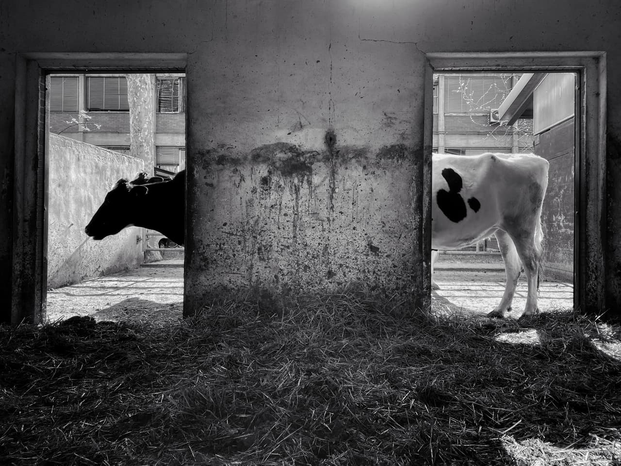 <b>‘Vaca larga’</b>
<br>
<br>“¿Es una ilusión óptica o una mutación genética?, bromeó el autor de la imagen.
<br>