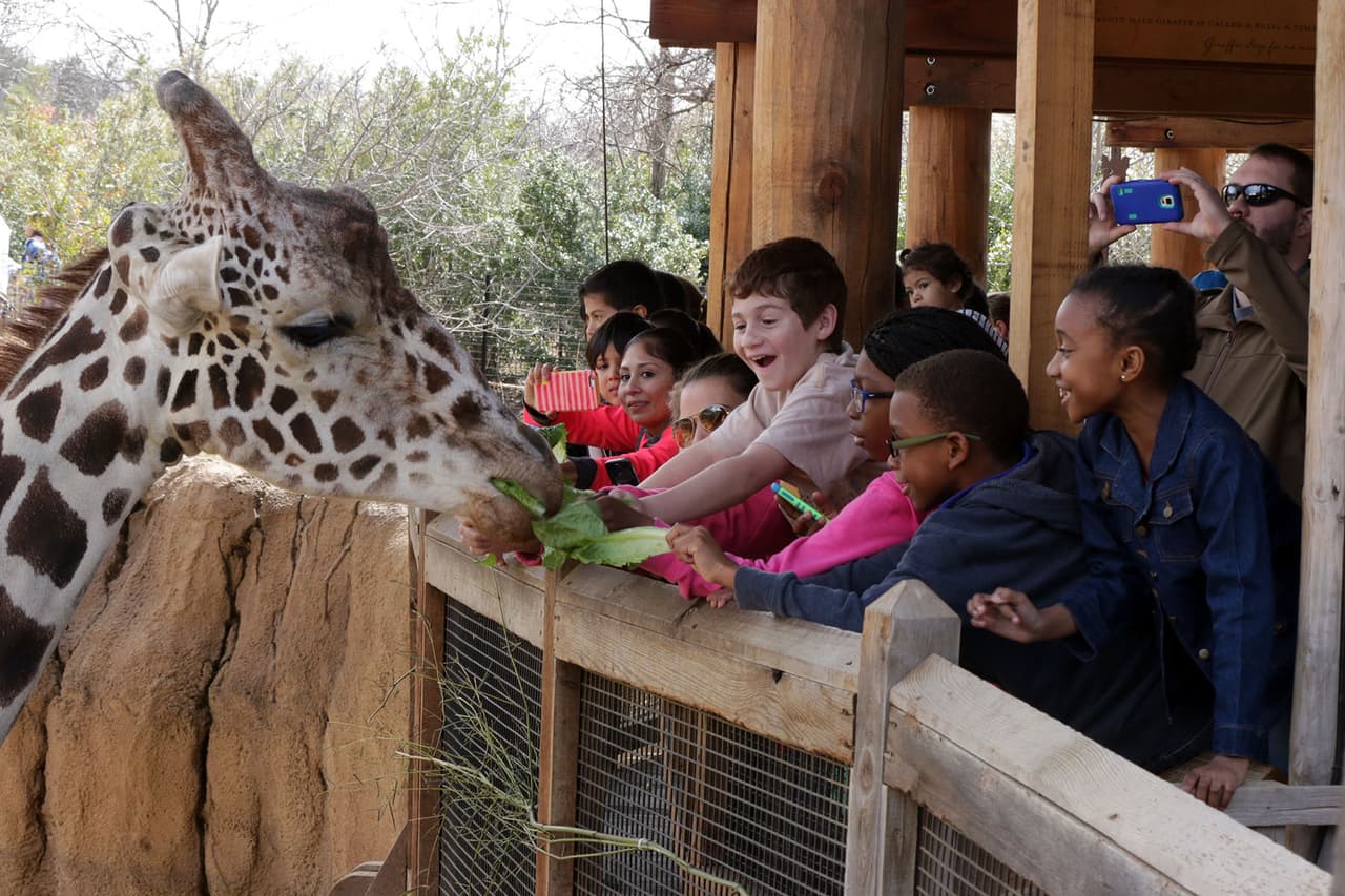 El Dallas Zoo tiene alianzas con el Proyecto de Jirafas Reticuladas o Somalíes. Quedan menos de 5,000 de esta subespecie en su ambiente natural, advirtió la institución.