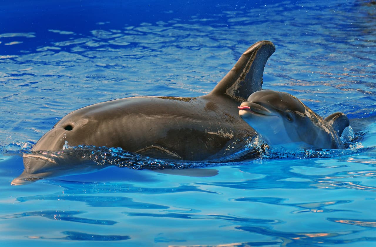 <h2 class="cms-H2-H2">7.- SeaWorld San Diego</h2>
<br> 
<br>Si buscas actividades con animales marinos y atracciones de primer nivel, entonces este parque es una gran opción. Es una opción para toda la familia.
<br> 
<br>¿Cuánto vas a gastar? 
<b>La entrada cuesta $109 y el estacionamiento $35.</b>