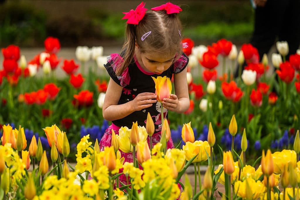 Grandes y chicos van fascinados tras los tulipanes, que en sus distintas variedades forman parte de los escenarios que ofrece Longwood Gardens, un mega jardín botánico, 43 millas al Este de Filadelfia.
