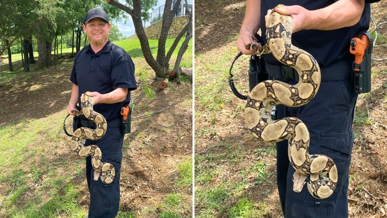 Una escena poco común sorprendió esta semana a los visitantes 
<a href="https://www.arlington.org/listings/veterans-park/391/" target="_blank">del Parque de los Veteranos</a>: 
<b> una boa constrictor de cola roja fue vista enroscada en un árbol</b> por un trabajador 
<a href="https://www.arlingtontx.gov/Government/Departments/Department-Directory/Parks-Recreation" target="_blank">del Departamento de Parques y Recreación de Arlington</a>.