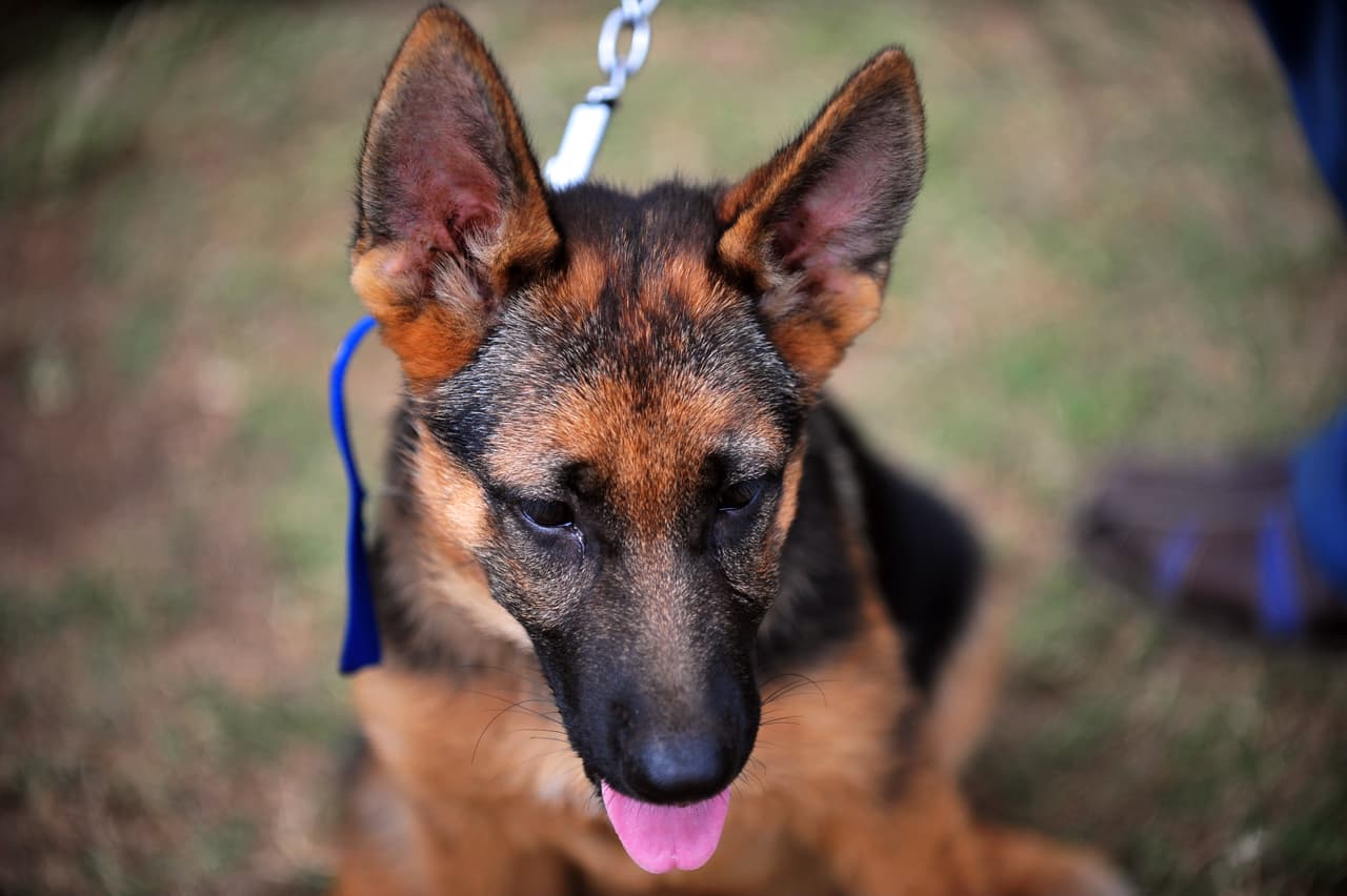 Perro héroe guía a la policía hasta el vehículo volcado donde iba su dueño y otra persona