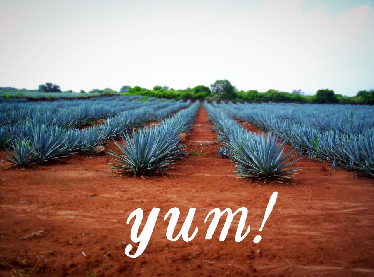 Estados Unidos, territorio tequilero
