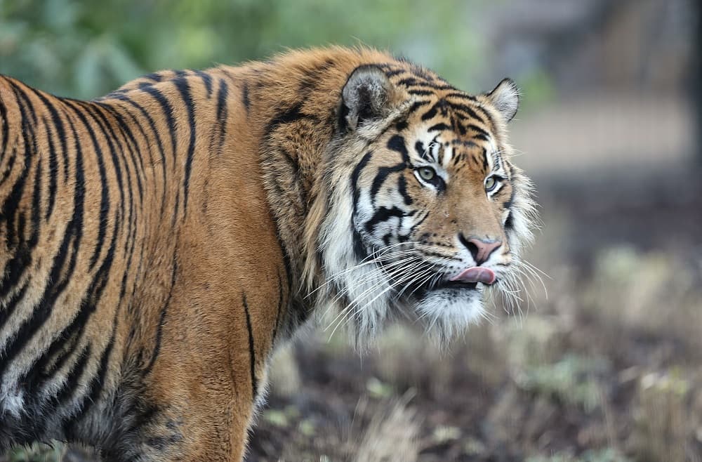 Reportan la desaparición de un tigre tras el paso de un tornado al oeste de Georgia: encuentran y capturan a dos