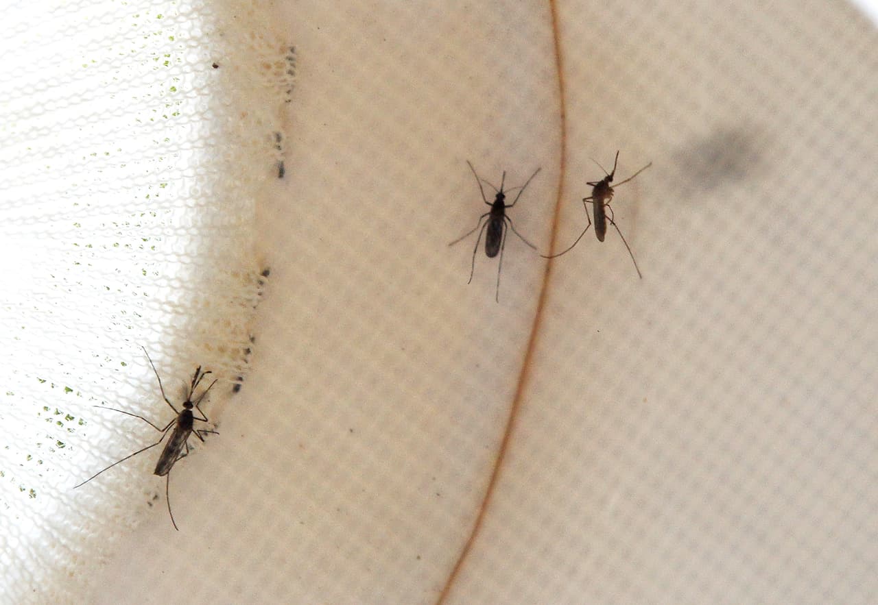 “Un residente del área de South Bay fue hospitalizado con fiebre del NWV a fines de julio y se está recuperando”, según el 
<a href="http://publichealth.lacounty.gov/phcommon/public/media/mediapubhpdetail.cfm?prid=3283" target="_blank">comunicado</a>.