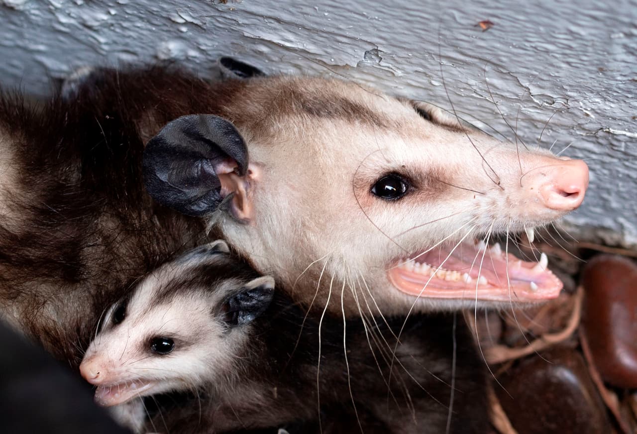 El México se les conoce comúnmente como “tlacuaches o tacuaches”. Son los únicos marsupiales que habitan en este país.