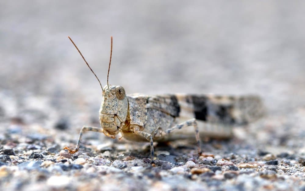 Los saltamontes invaden Las Vegas debido a la humedad