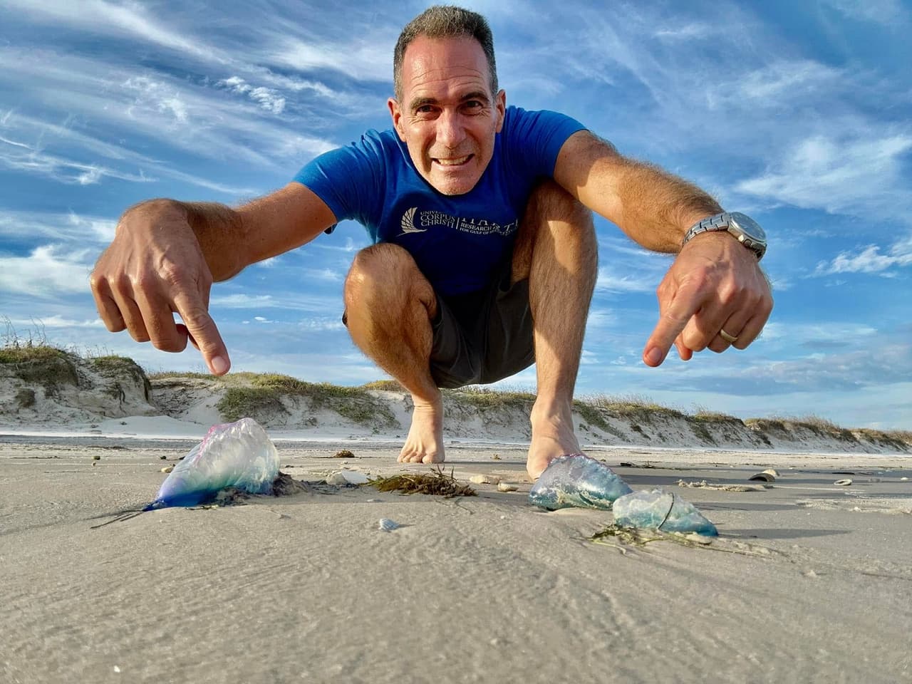 El Harte Researtch Institute for Gulf of Mexico Studies alertó a los visitantes de playas texanas por la presencia de una criatura marina poco común que está apareciendo en playas de Mustang y las Islas del Padre.