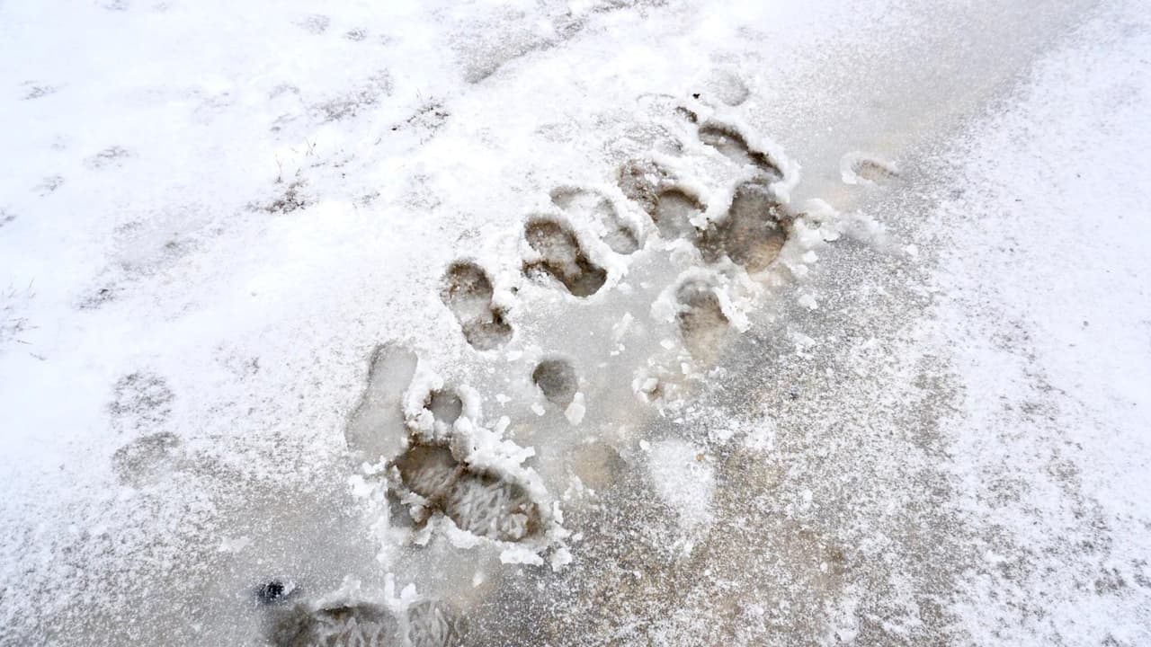 El centro sur de Texas espera durante las próximas horas la caida de aguanieve y 
<b>poca acumulación de hielo que puede ser igualmente peligrosa en las carreteras.</b>