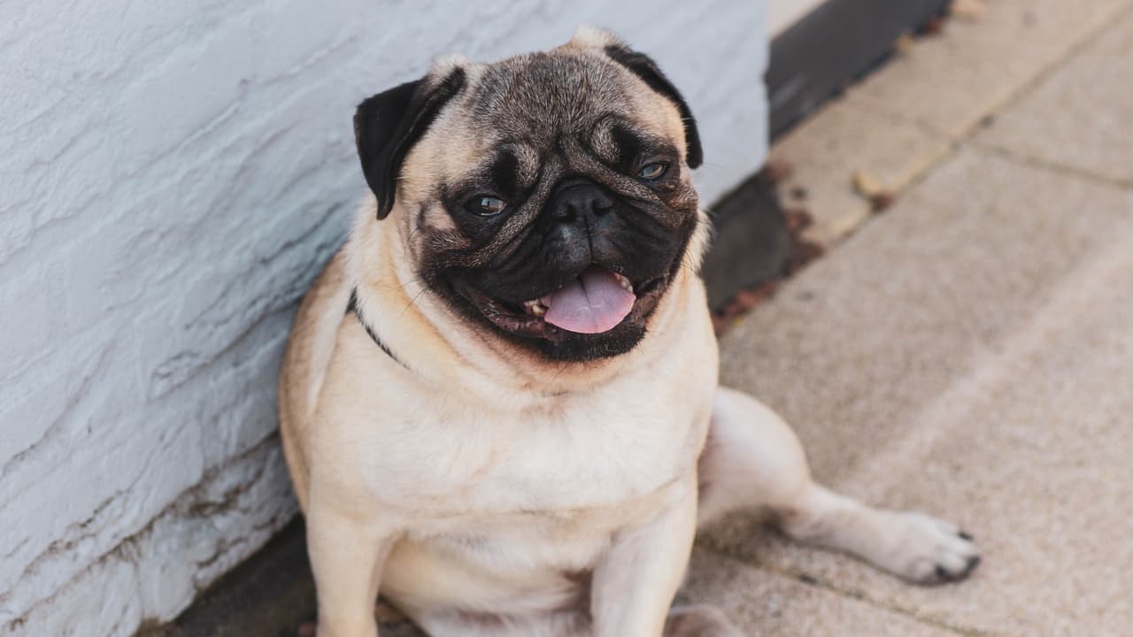 Puedes invertir en un par de botines para evitar que el calor queme las patas de tu perro.