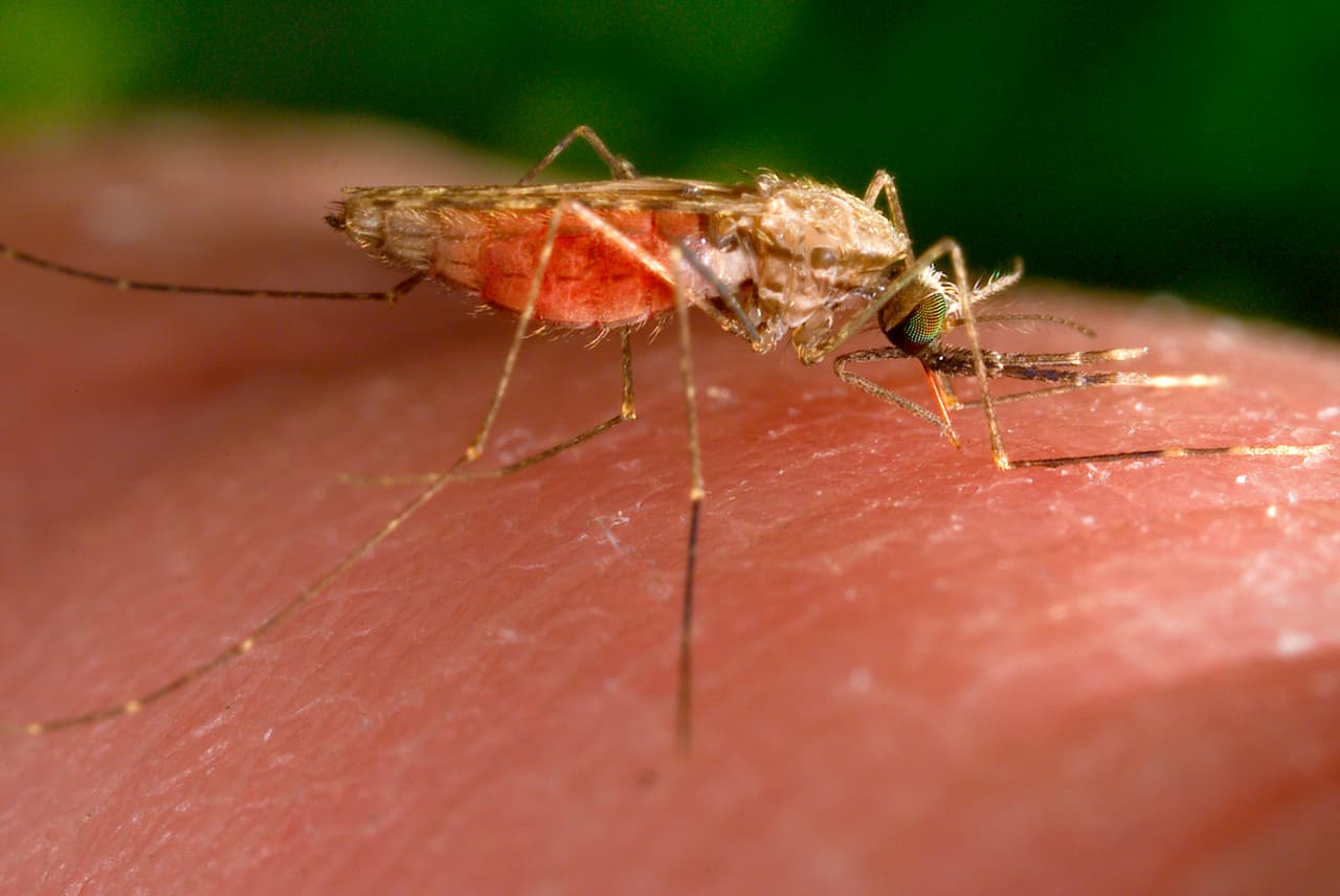 EEUU aprueba la primera vacuna a nivel mundial contra la chikungunya