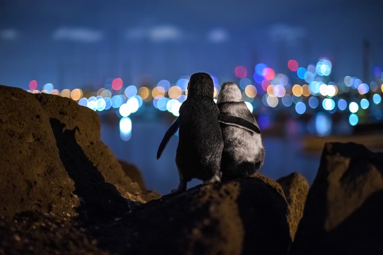<b>Dos pingüinos viudos se consuelan mirando el paisaje, al fondo las luces de la ciudad de Melbourne, Australia.</b> Fue la fotografía ganadora de la selección del público del premio 
<i>Ocean Photography Awards</i>, 
<a href="https://www.oceanphotographyawards.com/#homesection"><u>con el que la revista</u></a> Oceanographic reconoce cada año las mejores imágenes tomadas dentro y fuera de los océanos. Según Tobias Baumgaertner, el autor de la imagen, los dos pingüinos viudos parecen consolarse mutuamente. "Un voluntario me dijo que el pingüino blanco era una hembra que había perdido a su pareja. Aparentemente también lo había hecho el macho más joven a la izquierda", 
<a href="https://www.instagram.com/p/CHsfIvzhDgp/?utm_source=ig_web_copy_link"><u>escribió el autor en su cuenta de Instagram</u></a>.
<br>