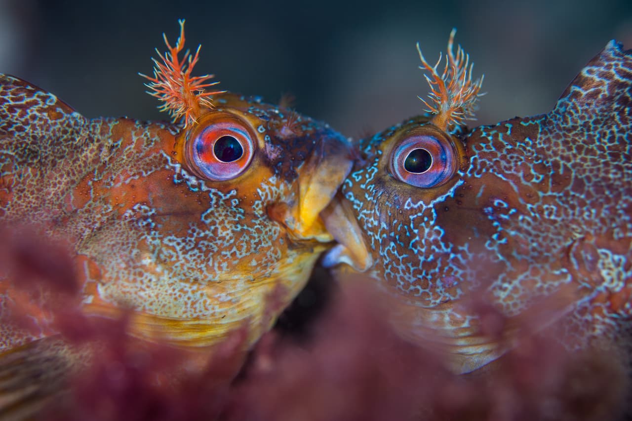 Batalla de cabruzas - Ganador, categoría aguas británicas con macro. Estos dos machos de los peces blénidos, llamados cabruzas, no están besándose sino todo lo contrario, están en medio de una feroz batalla por el derecho a reproducirse con una hembra.