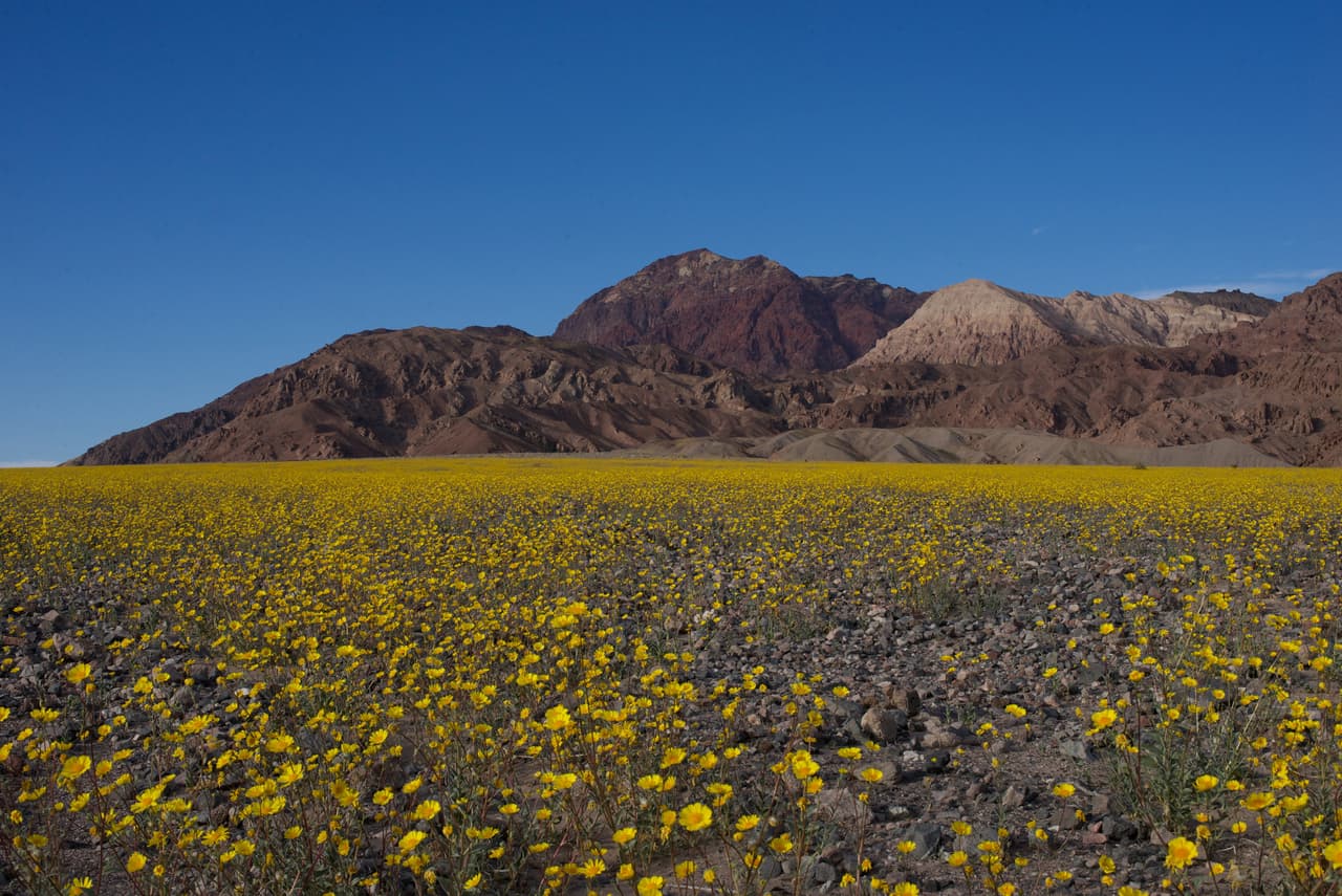 <b>Abril. La superfloración en el Parque Valle de la Muerte, en California y Nevada</b>. 
<br>
<br>Durante la mayor parte del año este parque es uno de los lugares más secos del mundo. Pero en primavera, si hay suerte, el desierto se llena de un mar de flores silvestres amarillas, azules y rojas.
<br>
<br>Aunque 
<a href="https://www.univision.com/local/los-angeles-kmex/superfloracion-trae-vida-al-valle-de-la-muerte-en-california"><u>se pueden ver durante marzo y abril</u></a>, para un espectáculo verdaderamente fascinante se debe esperar a una superfloración, que ocurre aproximadamente una vez por década. 
<a href="https://www.nps.gov/deva/index.htm"><u>El parque publica en su sitio web pronósticos con las probabilidades de la llegada de una superfloración</u></a>.