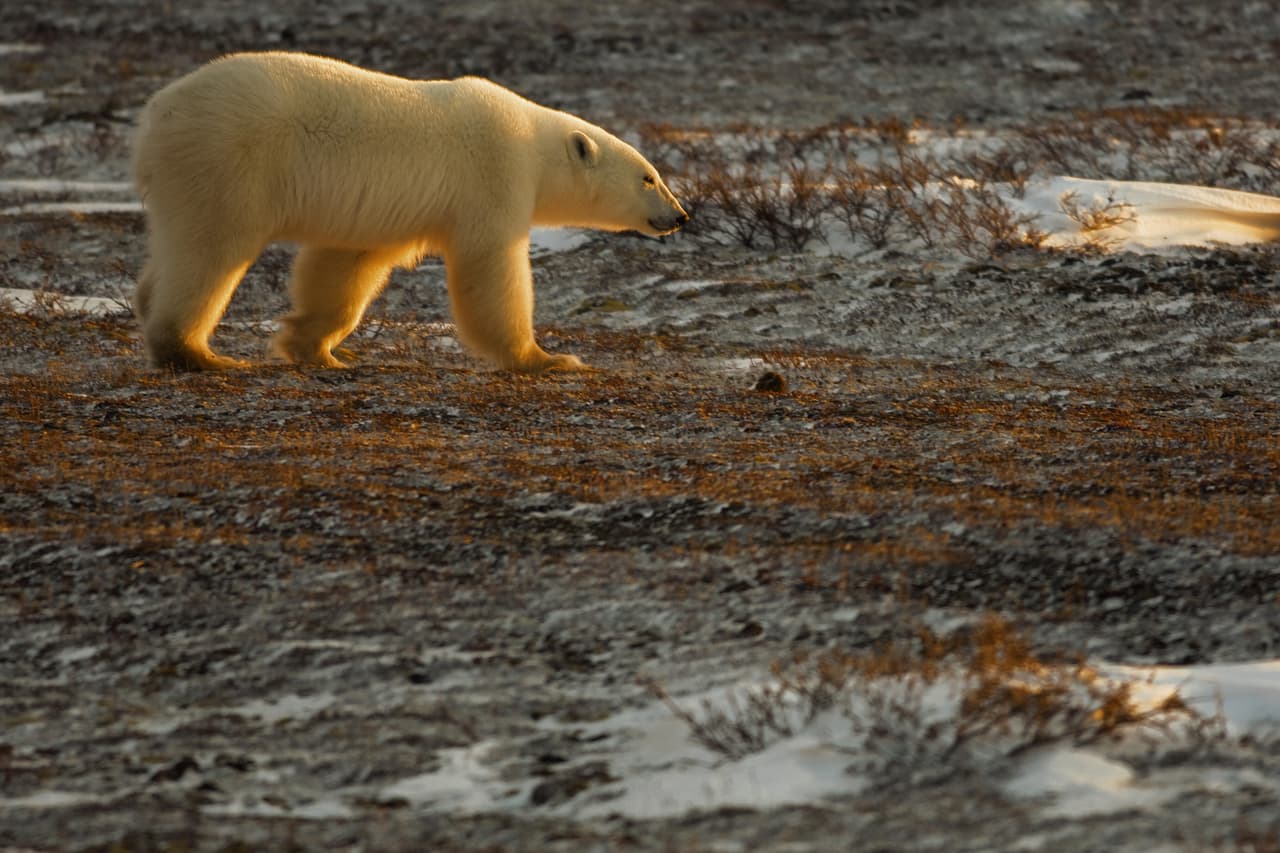 La reducción del hielo polar disminuye su posibilidad de encontrar su alimento principal, las focas árticas, así como morsas y ballenas.