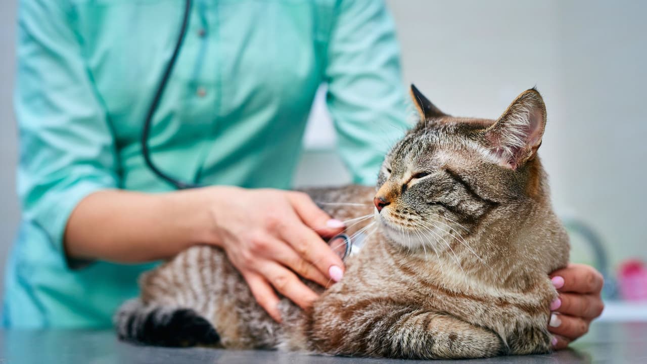 <h3 class="cms-H3-H3">¿Qué incluye la campaña? </h3>
<br>Durante cinco días consecutivos, los equipos veterinarios
<b> atenderán por orden de llegada a gatos y perros</b>, con el objetivo de 
<b>reducir la sobrepoblación animal en la región y brindar un servicio esencial a familias que quizá no pueden costearlo</b>. 
<br>📆 
<b>Fechas: </b>Del lunes 28 de julio al viernes 1 de agosto de 2025 
<br>⏰ 
<b>Horario:</b> Registro y entrega de mascotas de 7:30 a.m. a 10:00 a.m. o hasta que se llene la capacidad diaria