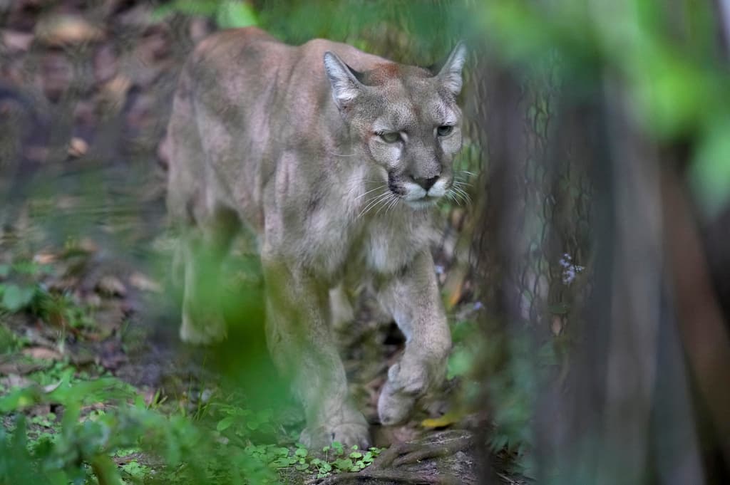 La creciente urbanización en el suroeste de Florida amenaza el hábitat de los pumas, causando más muertes por accidentes vehiculares y fragmentación del territorio.
