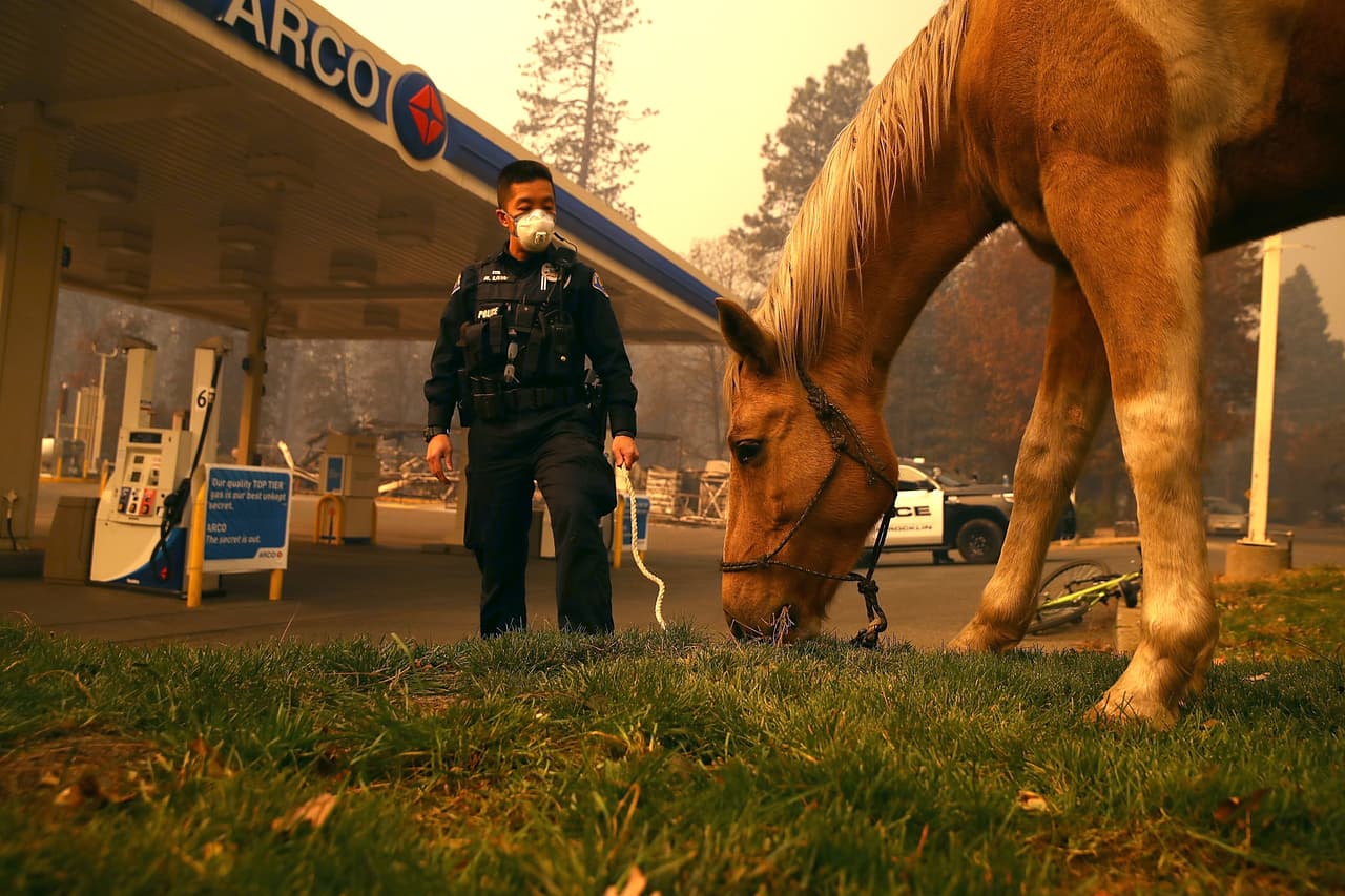 Randy Law, oficial de la Policía de Rocklin, 
<b>atiende a un caballo que hallaron vagando</b> después de que el fuego Camp Fire destruyera Paradise.