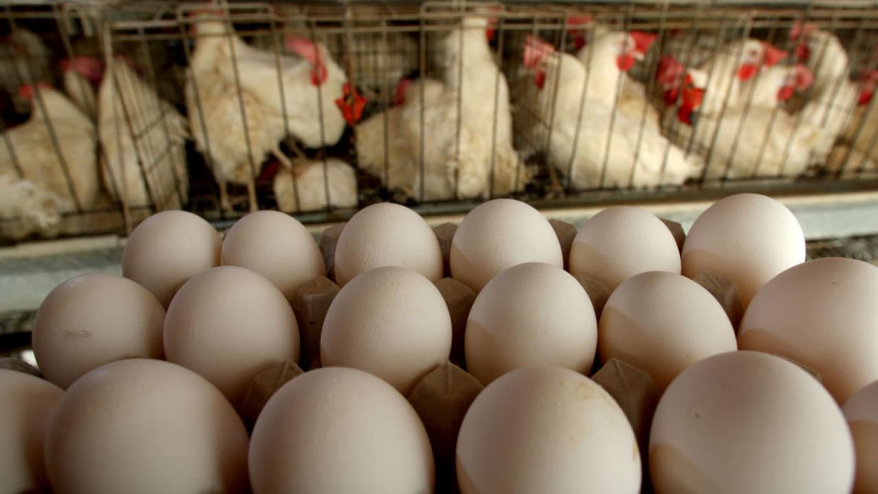 Debido al brote de gripe aviar, el cual es considerado altamente contagioso, el Departamento de Agricultura informó que el precio promedio semanal de una caja de 12 huevos grandes subió un 44%, en comparación con el 2021. Además, el valor de las aves de corral al por mayor aumentó un 4% en febrero y se prevé que pueda llegar al 12% en lo que resta del año. 
<b><a href="https://www.univision.com/noticias" target="_blank">Más noticias aquí</a></b>.