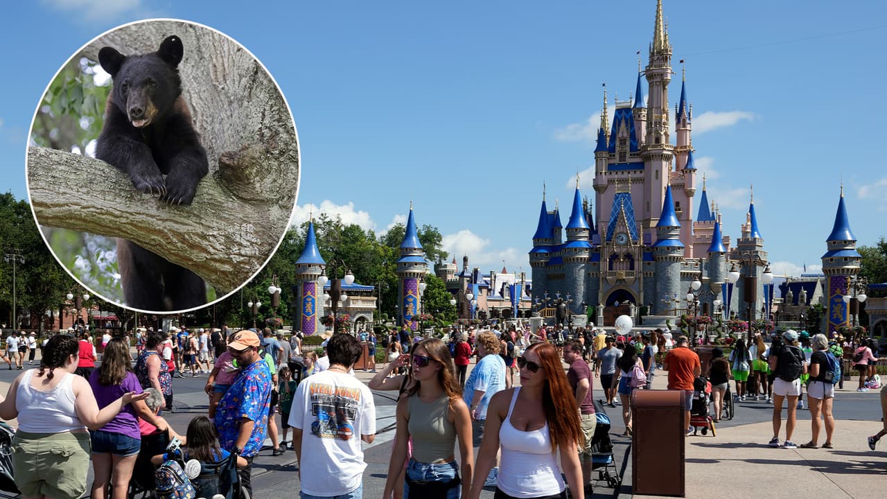 Oso deambula por el parque Magic Kingdom de Walt Disney World, cierran atracciones por varias horas