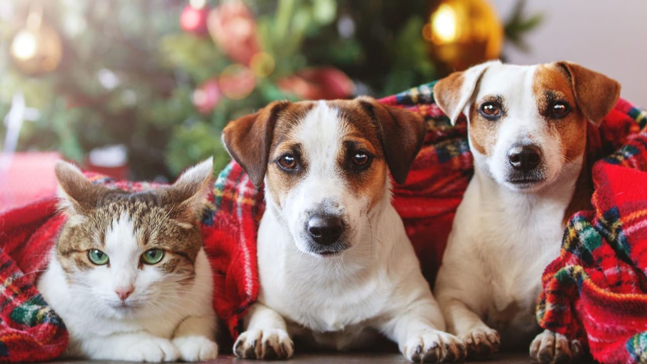 3 consejos para mantener a tus mascotas seguras en las fiestas decembrinas