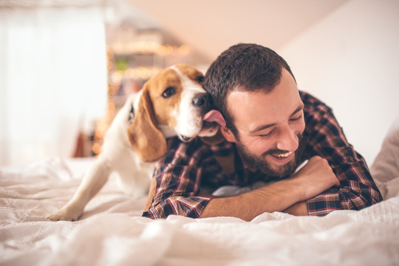 Identificación. Que tu mascota tenga un collar con tu nombre, dirección y teléfono podría hacer la diferencia entre recuperarlo o extraviarlo definitivamente.