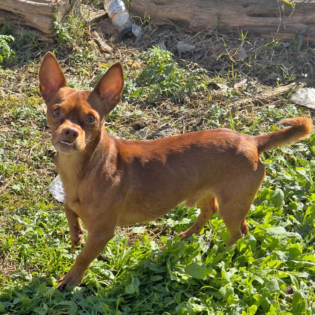 Tras ser valorados, los 21 perritos de la raza chihuahua o chihuahua mezclado con otras razas, fueron trasladados en camionetas al refugio de Texas Humane Heroes.